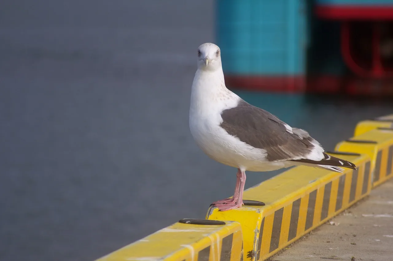 möwe, meer, harbor, natur, schiff, vogel, looking at camera